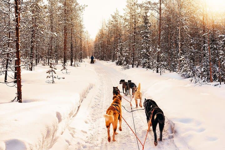 Finnmarksvidda Dog Sledding: 4-Hour Husky Adventure from Alta, Norway photo 4