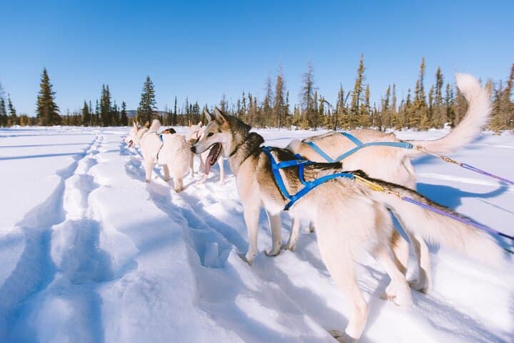 Finnmarksvidda Dog Sledding: 4-Hour Husky Adventure from Alta, Norway photo 2