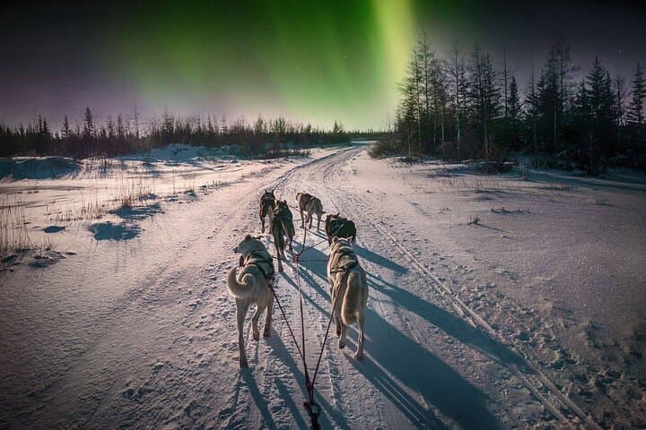 Dog Sledding Under the Northern Lights in Alta — 4-Hour Husky Experience