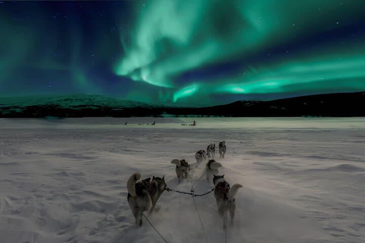 Dog Sledding Under the Northern Lights in Alta — 4-Hour Husky Experience photo 4