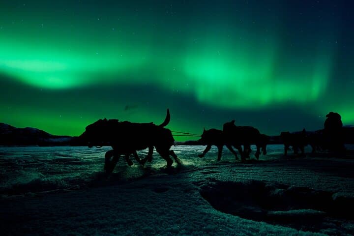 Dog Sledding Under the Northern Lights in Alta — 4-Hour Husky Experience photo 5