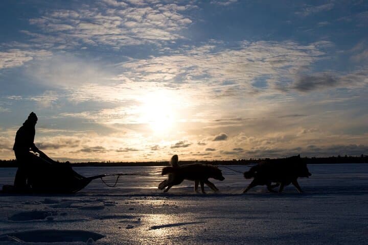 Dog Sledding Under the Northern Lights in Alta — 4-Hour Husky Experience photo 6