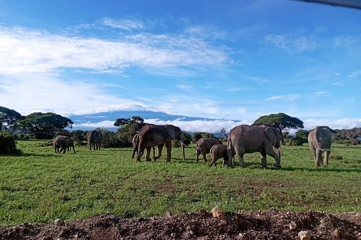Amboseli Full-Day Safari from Nairobi — Kilimanjaro-Backed Big Five Game Drive