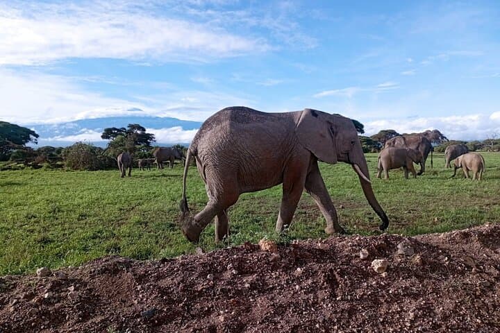 Amboseli Full-Day Safari from Nairobi — Kilimanjaro-Backed Big Five Game Drive photo 3