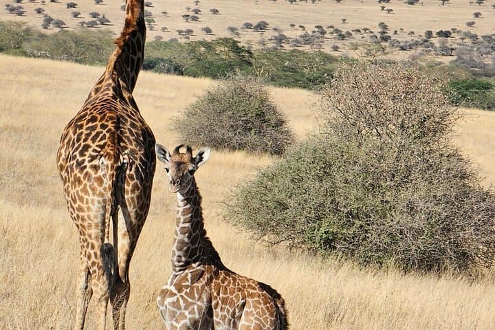 Amboseli Full-Day Safari from Nairobi — Kilimanjaro-Backed Big Five Game Drive photo 4