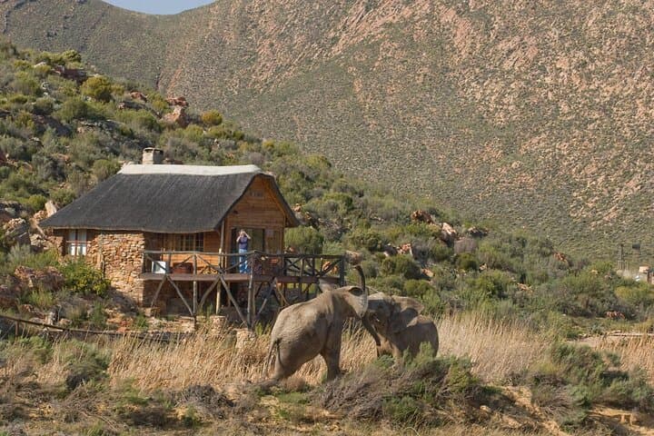 Big Five Safari at Aquila Private Game Reserve — Day Trip from Cape Town photo 5