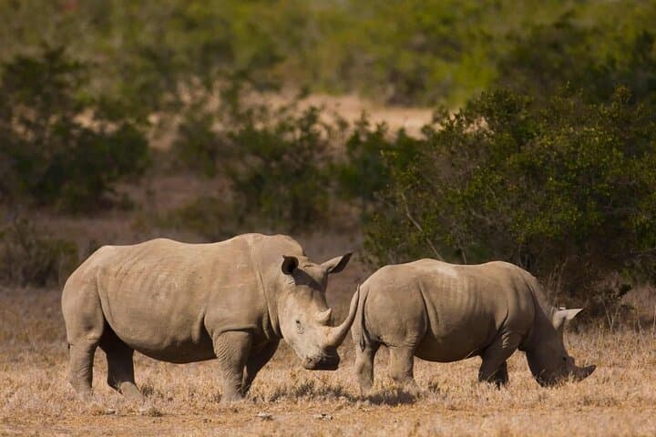 6-Day Rhino Safari to Ol Pejeta, Samburu, Solio & Aberdares photo 4