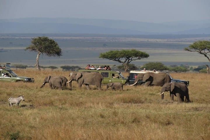 3-Day Solio Ranch & Aberdares National Park Safari — Rhino Tracking & Game Drives photo 3