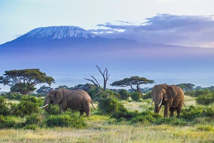 Amboseli Elephant Safari from Nairobi — 5-Day Wildlife & Kilimanjaro Views photo 3
