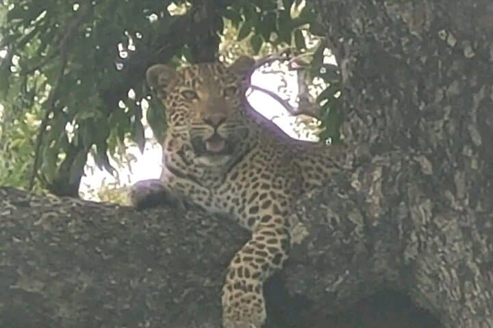 Kruger National Park Game Drive: Crocodile Bridge & Malelane Big Five Safari