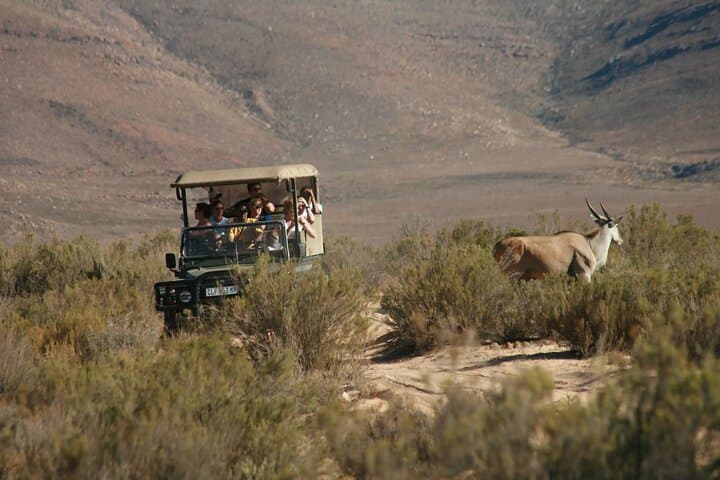 Aquila Game Reserve Safari with Wine Tasting — Day Trip from Cape Town