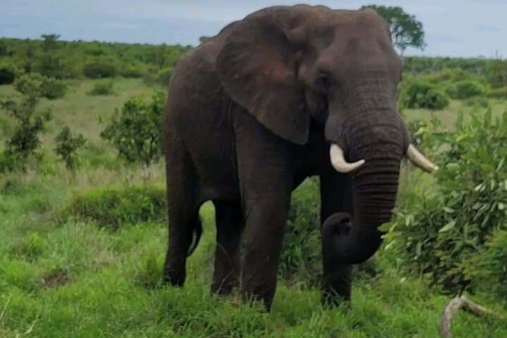 Kruger National Park Game Drive: Crocodile Bridge & Malelane Big Five Safari photo 2