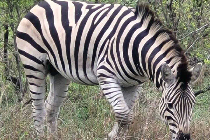 Kruger National Park Game Drive: Crocodile Bridge & Malelane Big Five Safari photo 4