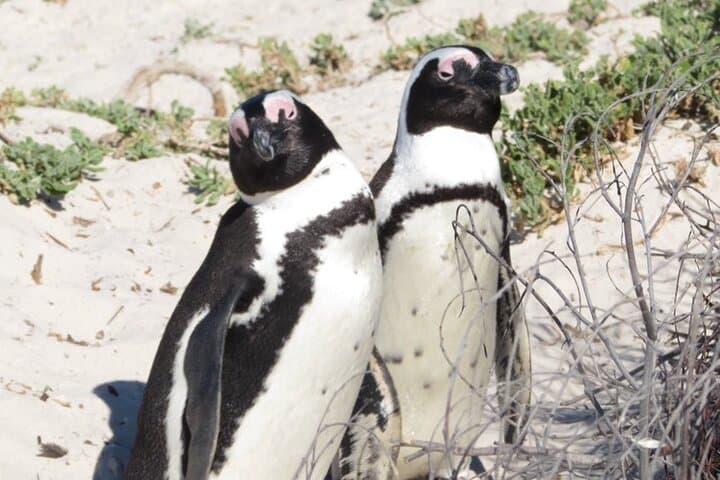 Cape Peninsula Tour and Cape of Good Hope Day Trip from Cape Town