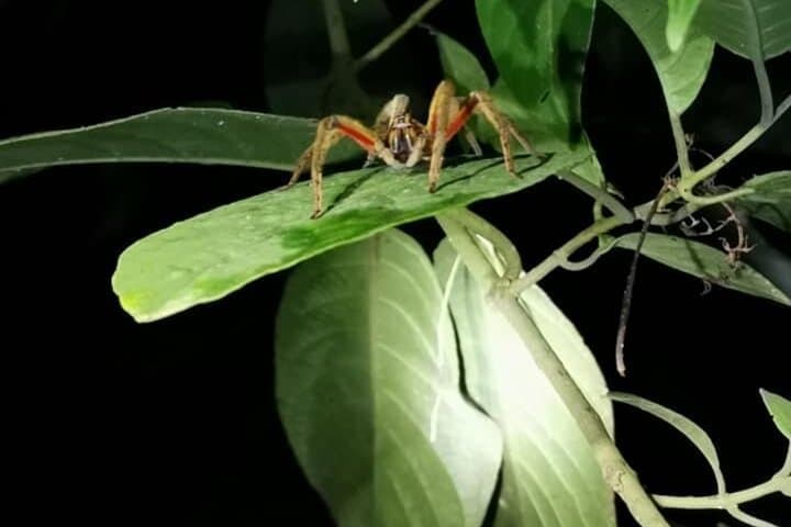 Night Hike at Mistico Arenal Hanging Bridges: La Fortuna’s Tropical After-Dark Adventure photo 5