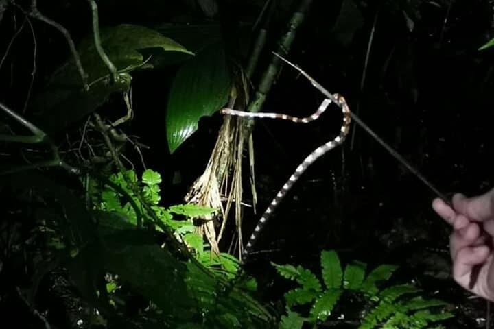 Night Hike at Mistico Arenal Hanging Bridges: La Fortuna’s Tropical After-Dark Adventure photo 6