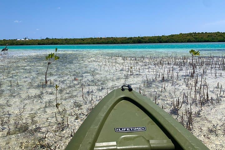 Clear Kayak North Creek Tour — Grand Turk Mangroves & Shipwrecks photo 2