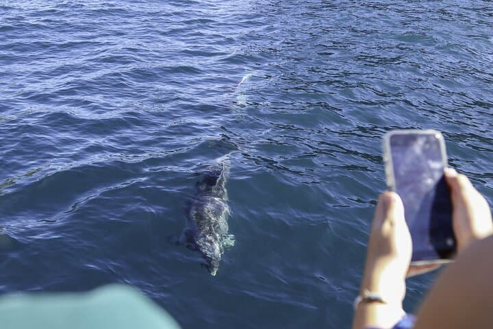 Full-Day Bay of Islands Cruise: Cream Trip, Otehei Bay & Hole in the Rock photo 5