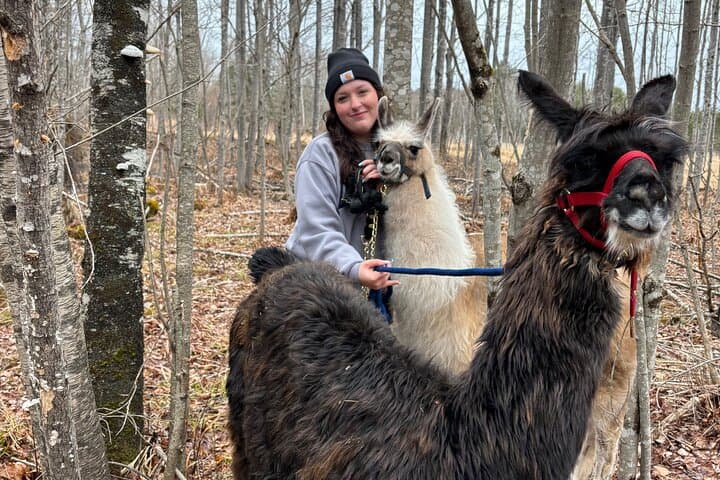 Hike & Lunch with Llamas at Dancing Goat Therapy Farm, Fredericton photo 4