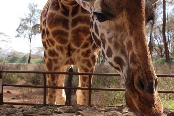 Nairobi Giraffe Centre & Beads Center Guided Tour — Feed Rothschild’s Giraffes and Meet Artisans photo 2