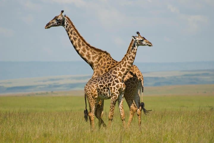 Nairobi Giraffe Centre & Beads Center Guided Tour — Feed Rothschild’s Giraffes and Meet Artisans photo 4