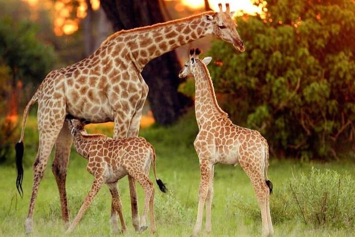 Nairobi National Park and Giraffe Center Full Day Adventure photo 6