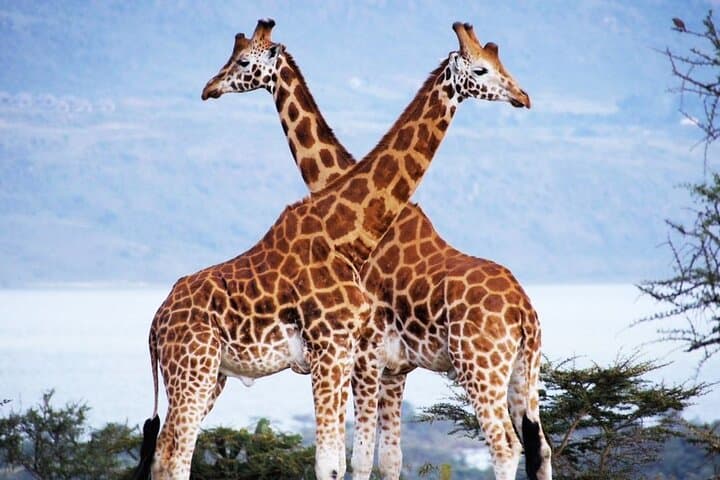 Nairobi National Park & Giraffe Center: A Day Immersed in Kenyan Wildlife and Culture photo 3