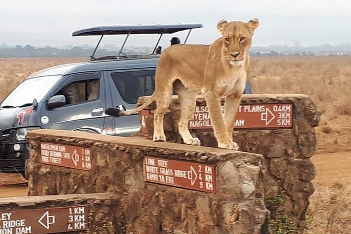 Nairobi National Park Safari: Wildlife Adventure on the Edge of a City photo 4
