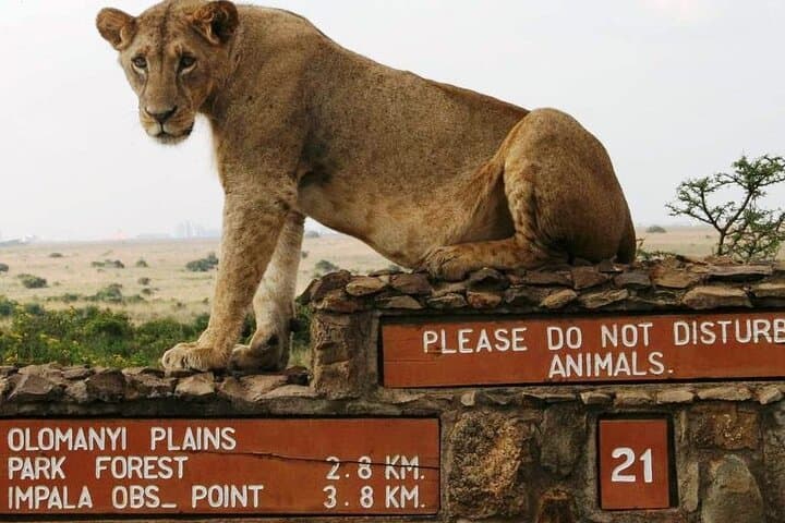Nairobi National Park and Giraffe Center Full Day Adventure