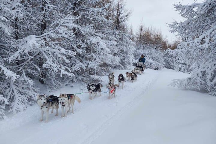 Husky Dog Sledding near Akureyri: Fjord-Side Winter Sled Tours photo 3