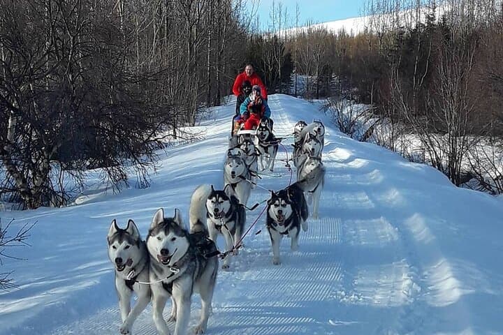 Husky Dog Sledding near Akureyri: Fjord-Side Winter Sled Tours photo 4