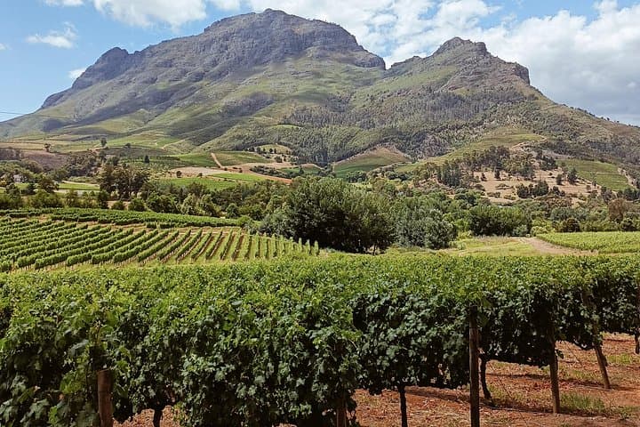 Stellenbosch Private Wine Tour: Full-Day Tasting of Cape Winelands Estates photo 2