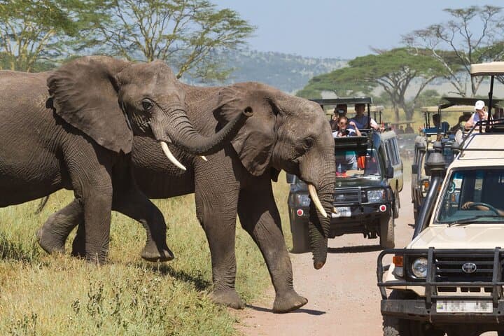Private Day Safari to Tarangire National Park — Elephants, Baobabs & Game Drives photo 2