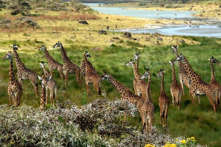 Lake Naivasha: Full-Day Crescent Island & Hell's Gate Cycling Adventure photo 5