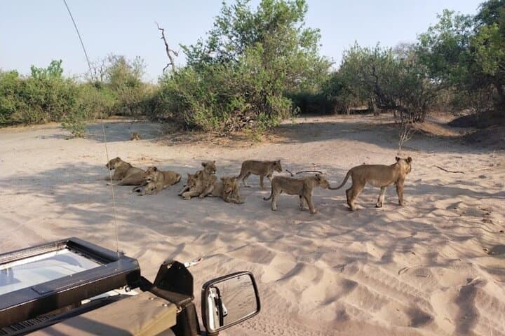 Chobe National Park Day Trip from Victoria Falls — Boat Cruise, Game Drive & Lunch photo 3