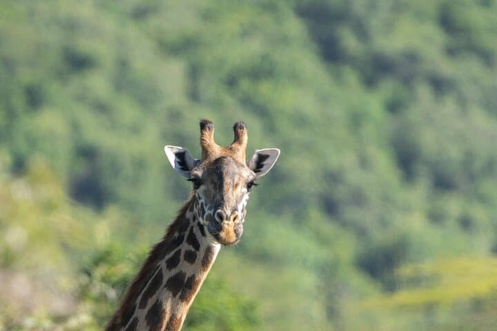 Serengeti Big 5: 12-Day Wildlife Photography Safari & Migration Expedition photo 3