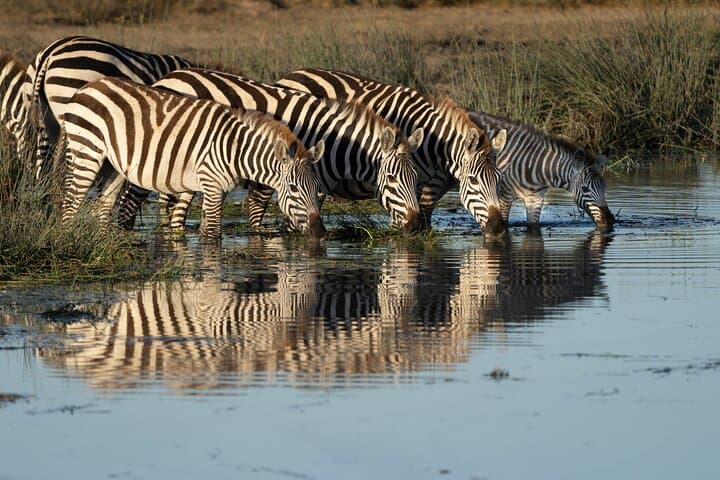 Serengeti Big 5: 12-Day Wildlife Photography Safari & Migration Expedition photo 4