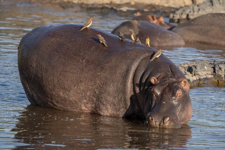 Serengeti Big 5: 12-Day Wildlife Photography Safari & Migration Expedition photo 5