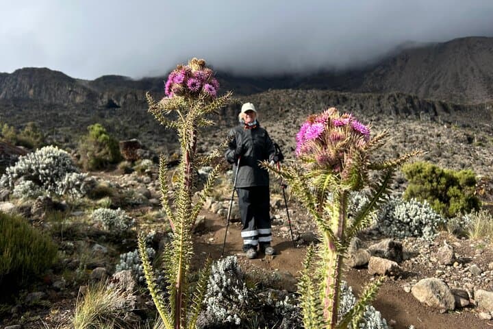 Machame Route Kilimanjaro: 6-Day Climb from Moshi to Uhuru Peak photo 2