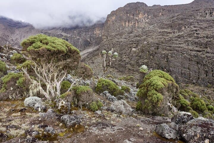 Machame Route Kilimanjaro: 6-Day Climb from Moshi to Uhuru Peak photo 4