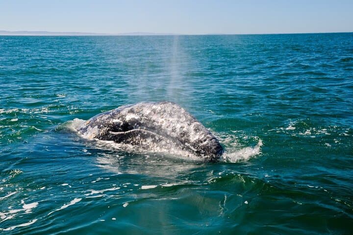 Seattle Whale Watching from Pier 69 — Salish Sea Wildlife Cruise (3–5 hrs) photo 6