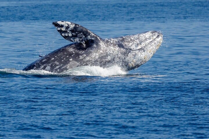 Seattle Whale Watching from Pier 69 — Salish Sea Wildlife Cruise (3–5 hrs) photo 2