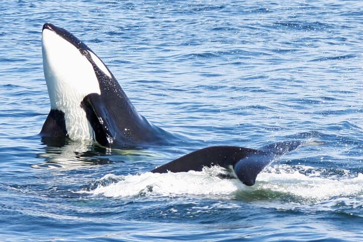 Seattle Whale Watching from Pier 69 — Salish Sea Wildlife Cruise (3–5 hrs)