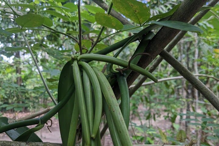 Zanzibar Spice Farm Bike Tour: Pedal Through Aromatic Adventures photo 4