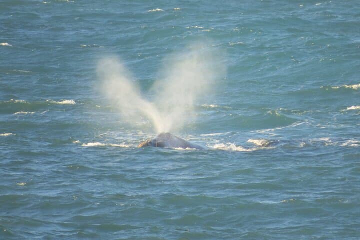 Shore-Based Whale Watching in Santa Catarina: Land Tours from Florianópolis photo 4