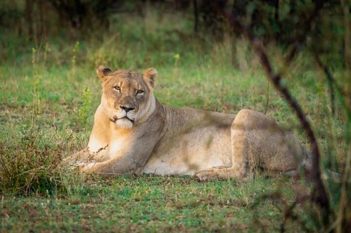Half-Day Safari in Dinokeng Game Reserve — Big Five Drive from Pretoria