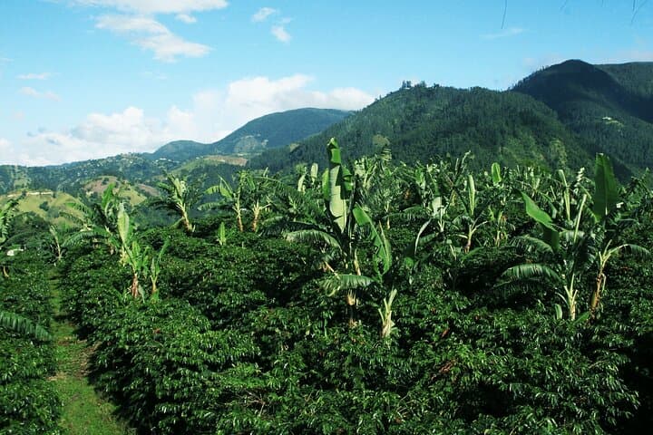 Blue Mountain Coffee, Bob Marley & Art Day Tour from Montego Bay photo 3