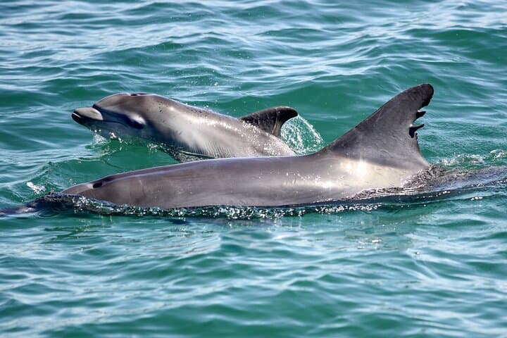 Port Stephens Dolphin Cruise, Koala Sanctuary & Stockton Sand Dune Sandboarding (Full-Day from Sydney) photo 3