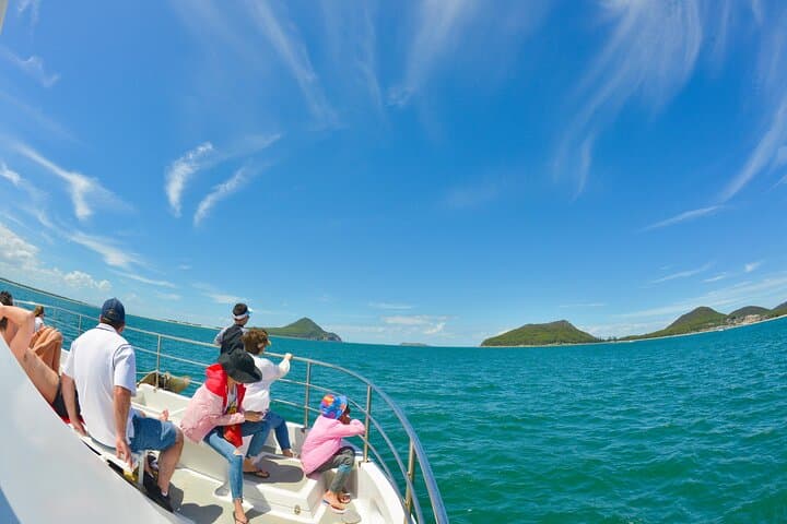 Port Stephens Dolphin Watch: Eco Cruise Aboard the MV Osprey photo 6