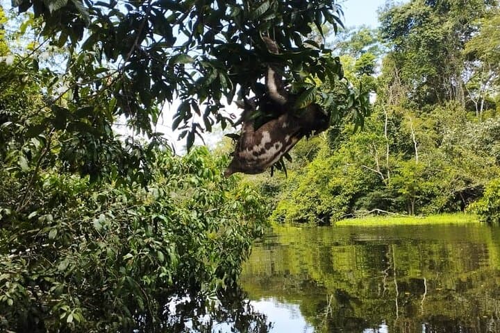 3-Day Amazon Lodge Adventure from Iquitos: Dolphins, Monkey Island & Night Safaris photo 5